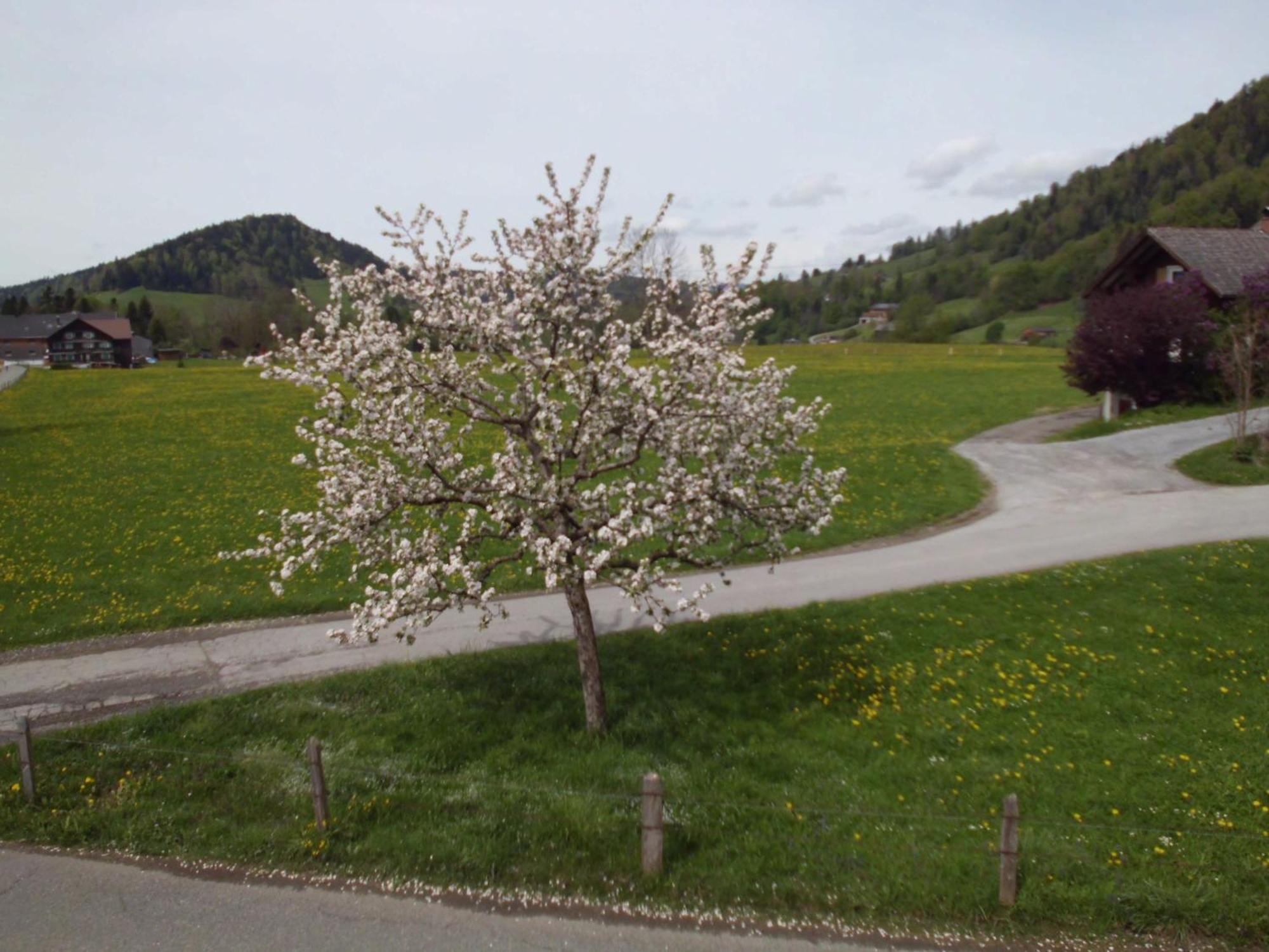 Ferienwohnung Annele Hittisau Extérieur photo